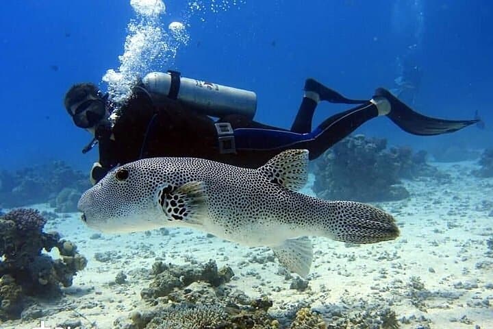 Scuba Diving in Hurghada - image 1